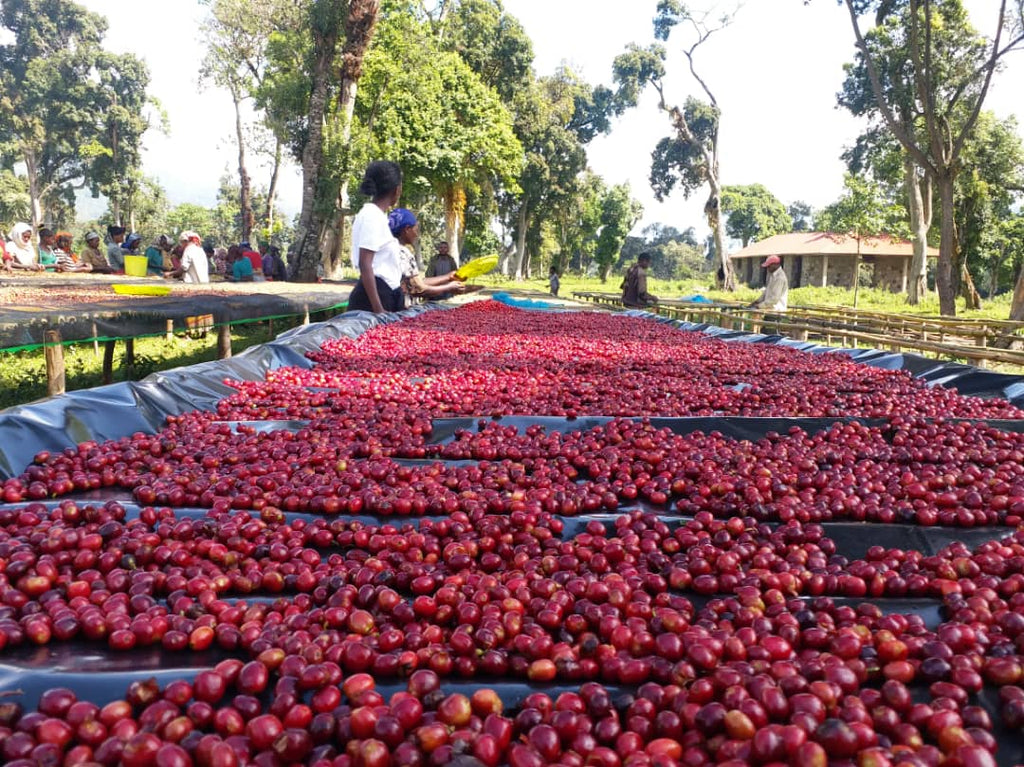 Etiopia azahar de sidama (omni)