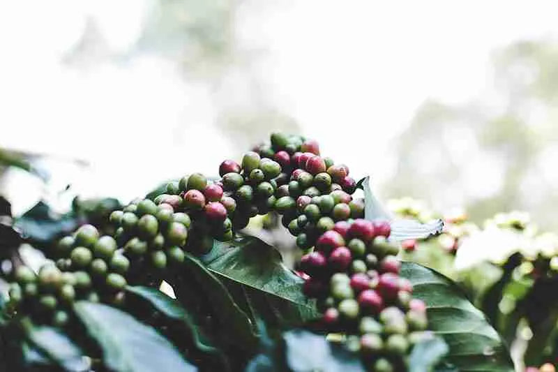 México decaf (Espresso/Moka)